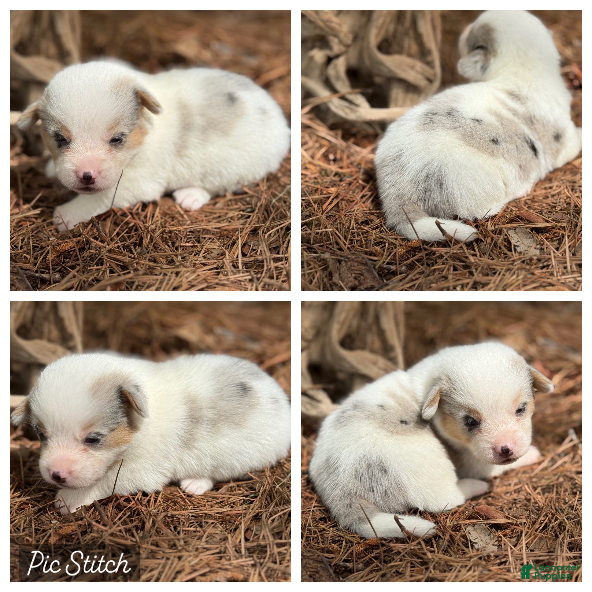 Mixed Breed dogs Mismark Merle girl with tail - Ad 24