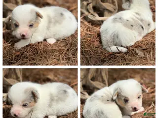 Mixed Breed dogs Mismark Merle girl with tail - Ad 24