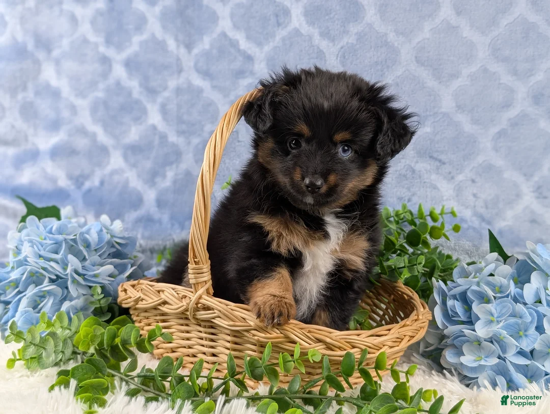 Toy Australian Shepherd dogs for sale: Brittlyn - Ad 13
