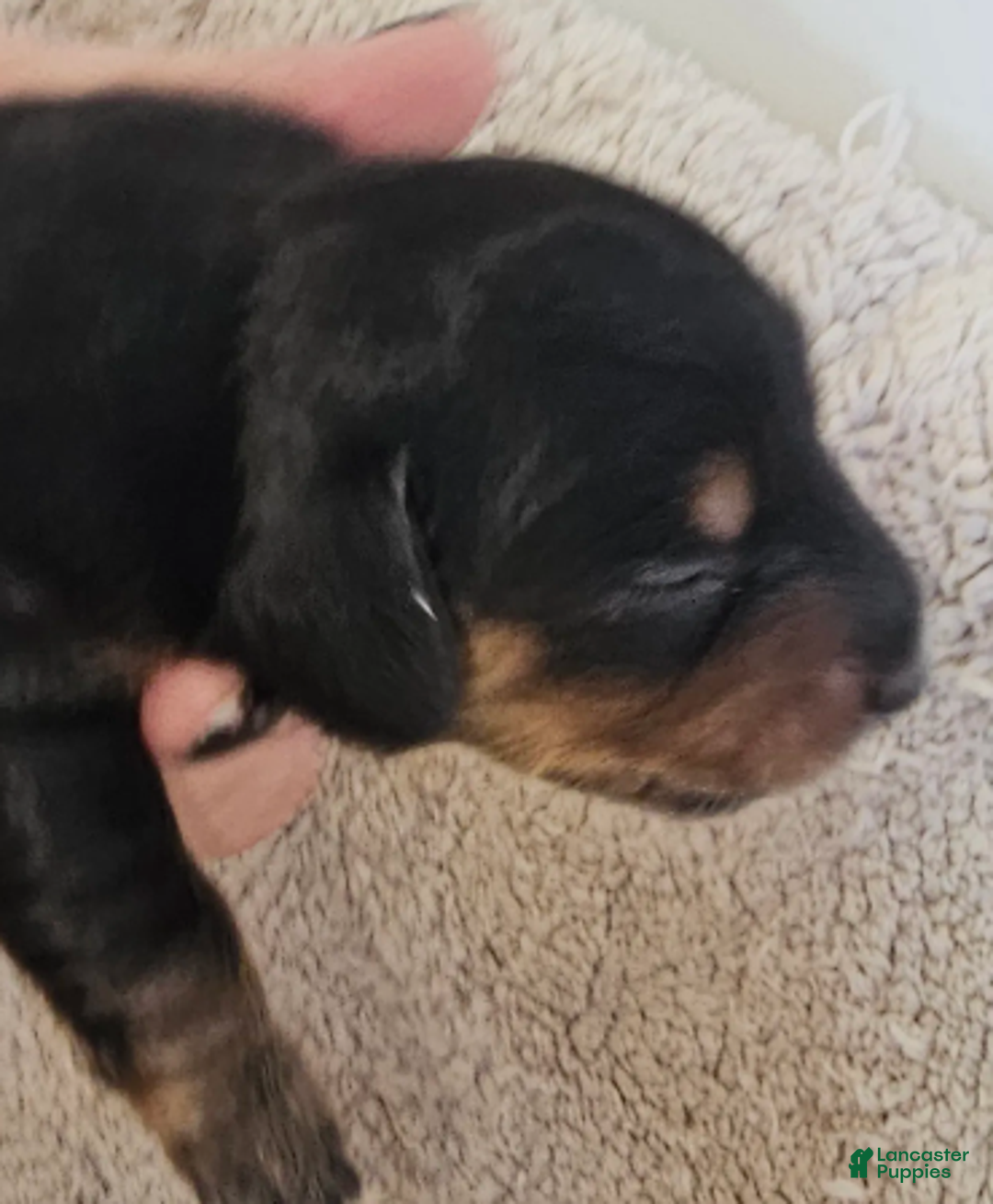 Miniature Dachshund dogs for sale: Lou Long-haired - Ad 2