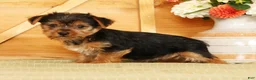 Yorkshire Terrier dogs for sale: Seth - Ad 5