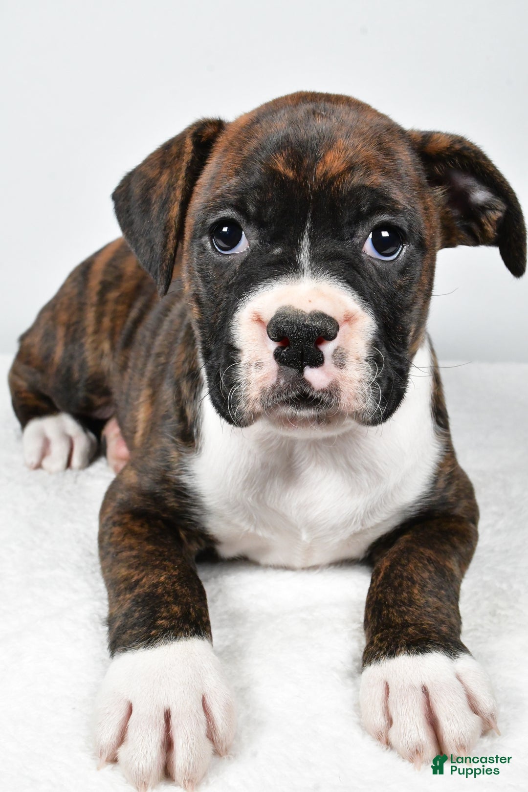 Boxer dogs for sale: Amber - Ad 7