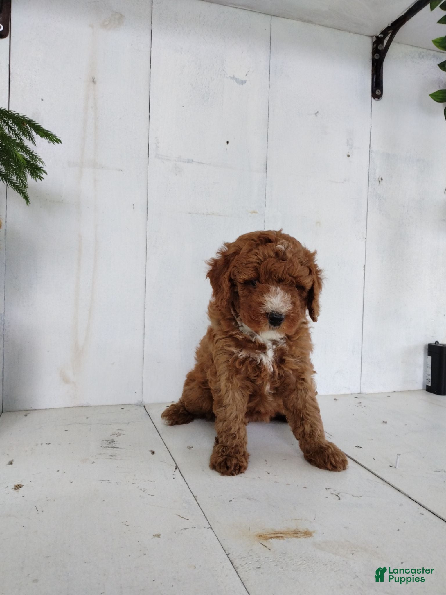 Toy Poodle dogs Lexi - Ad 1