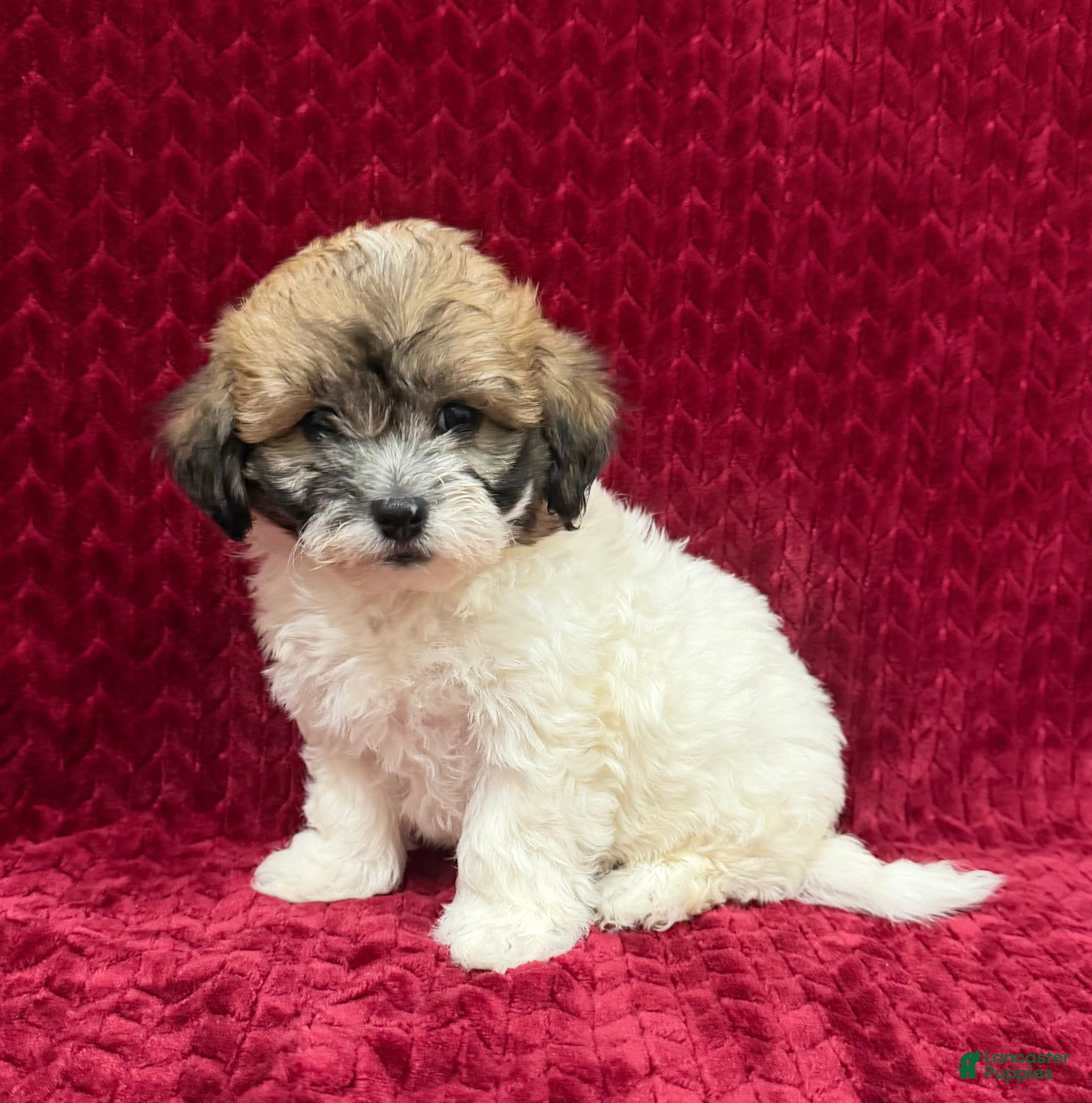 Teddy Bear dogs Nora - Ad 2