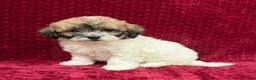 Teddy Bear dogs for sale: Nora - Ad 2