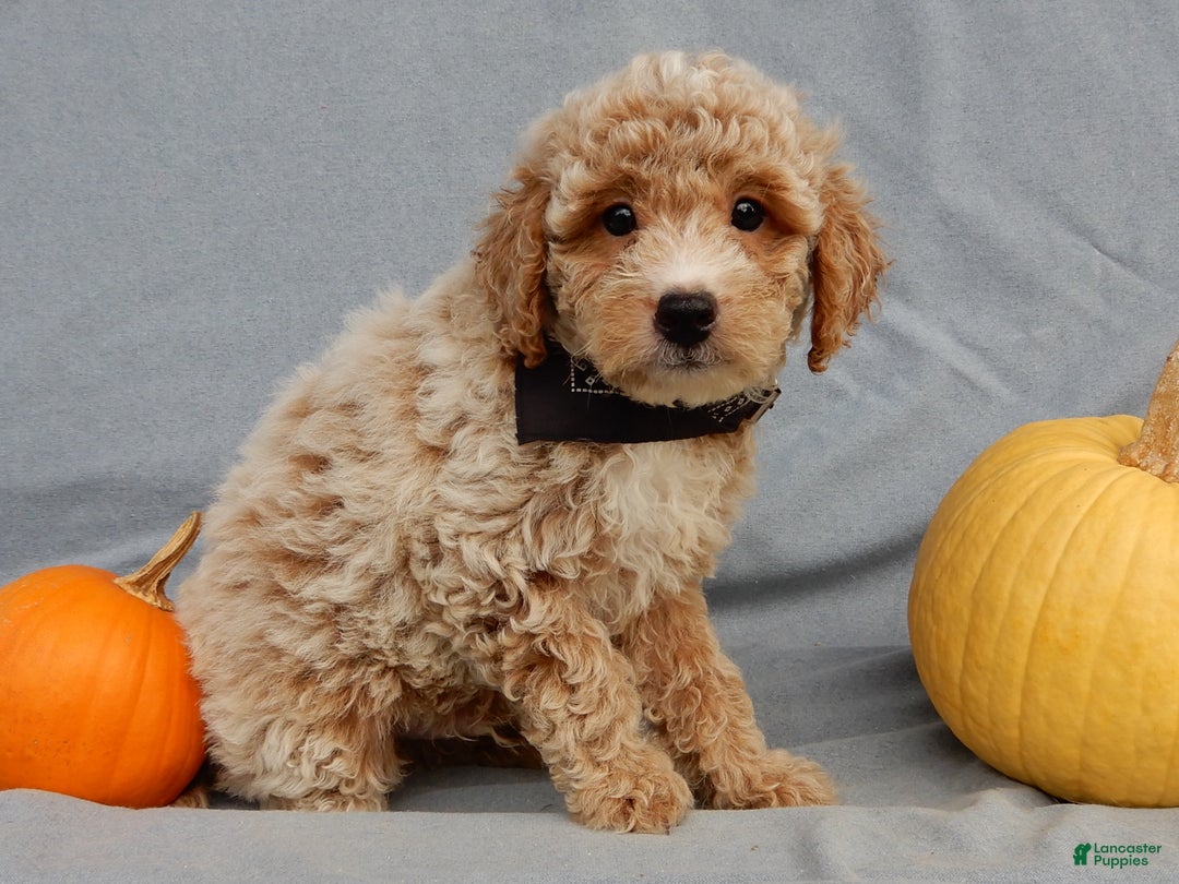 Mini Goldendoodle dogs for sale: Ollie - Ad 4
