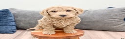 Goldendoodle dogs for sale: Biscuit - Ad 3