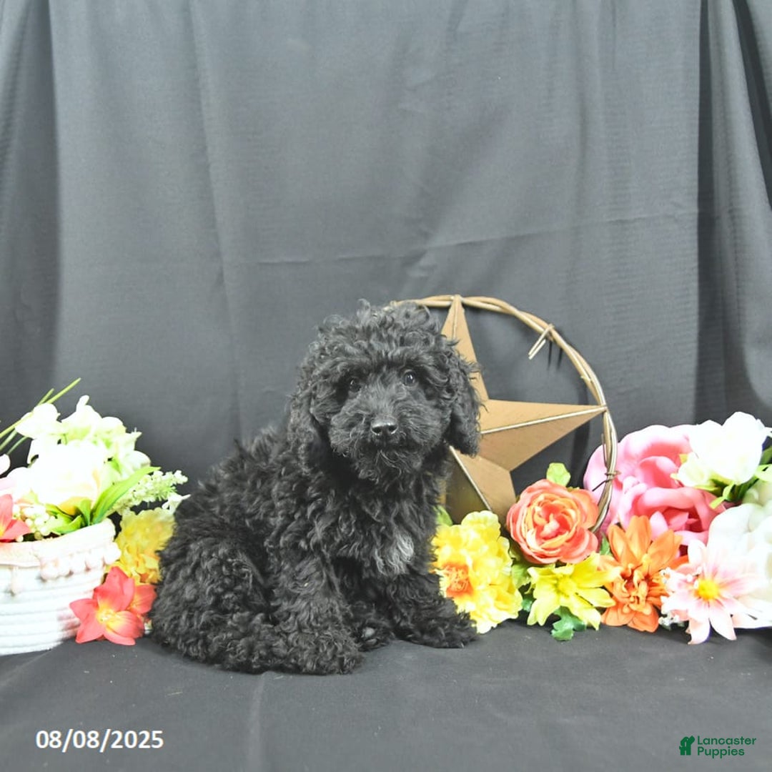 Miniature Poodle dogs for sale: Earl - Ad 9