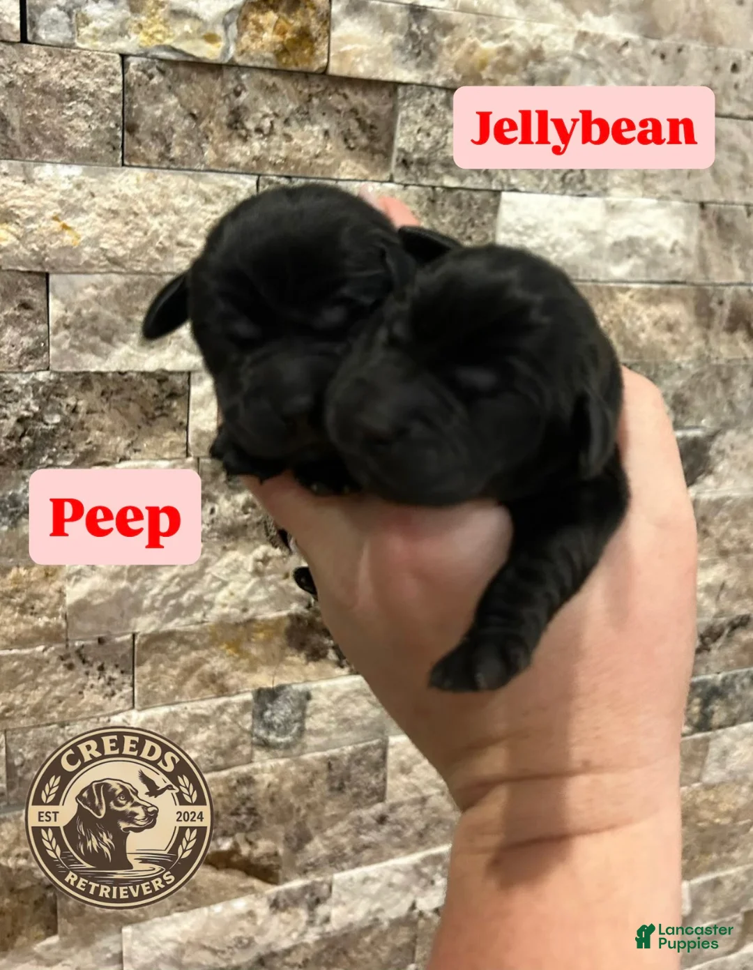 Labrador Retriever dogs for sale: Jellybean - Ad 1