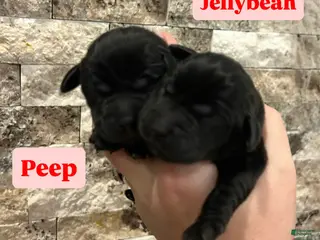 Labrador Retriever dogs for sale: Jellybean - Ad 4