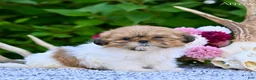 Shih Tzu dogs for sale: Arrow - Ad 5