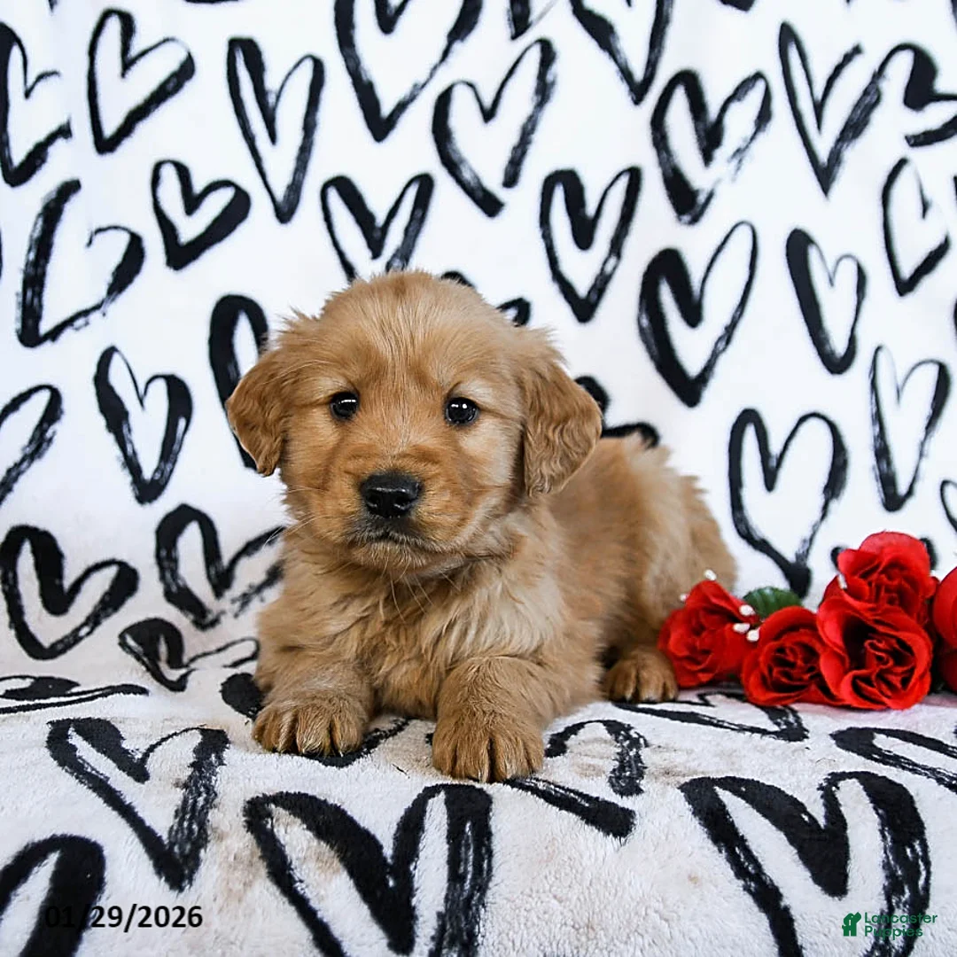 Golden Retriever dogs for sale: Lightning - Ad 3