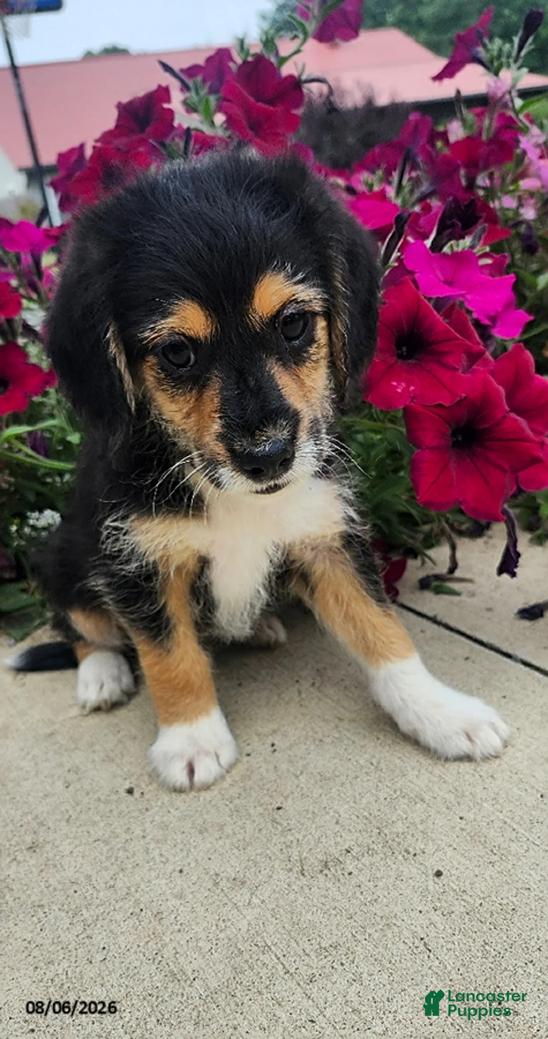 Mixed Breed dogs for sale: Sparky - Ad 1