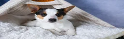 Toy Fox Terrier dogs for sale: Theo  - Ad 7