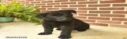 German Shepherd dogs for sale: Bobby - Ad 4