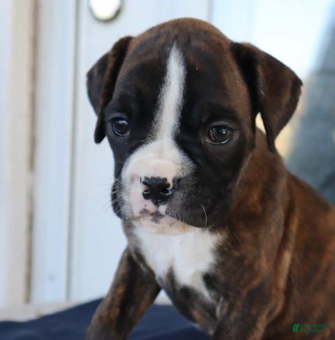 Boxer dogs for sale: Abby- Champ lines - Ad 2