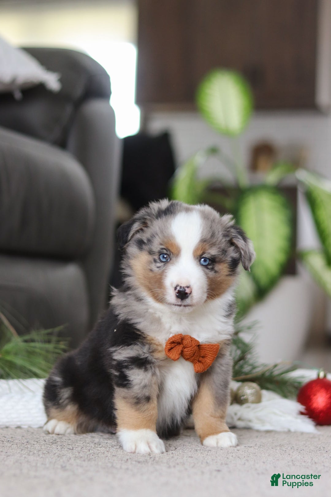 Miniature Australian Shepherd dogs for sale: Anson - Ad 6