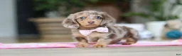 Miniature Dachshund dogs for sale: Callie - Ad 9