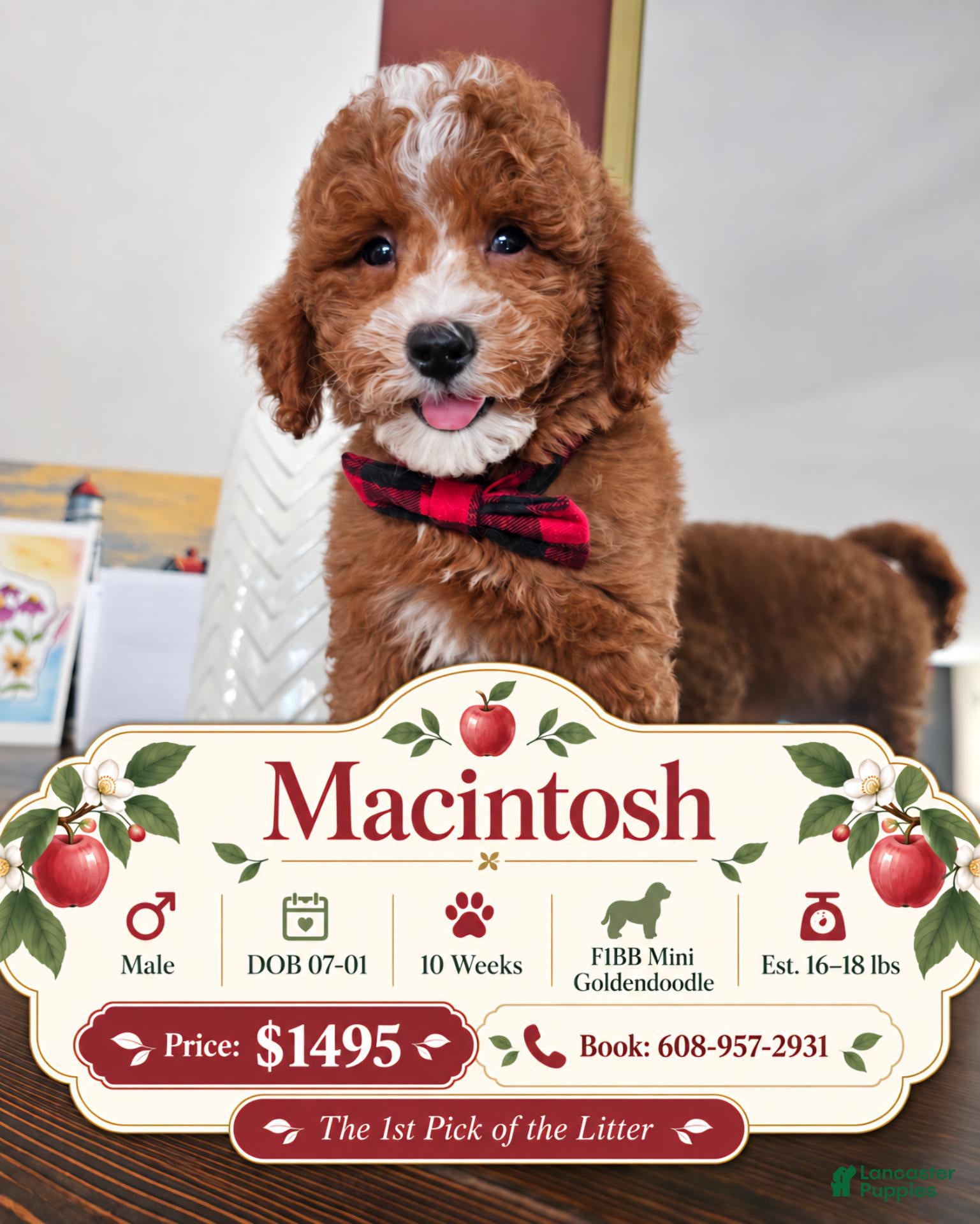 Mini Goldendoodle dogs Macintosh - Ad 2