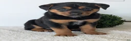Mixed Breed dogs for sale: Luna - Ad 2