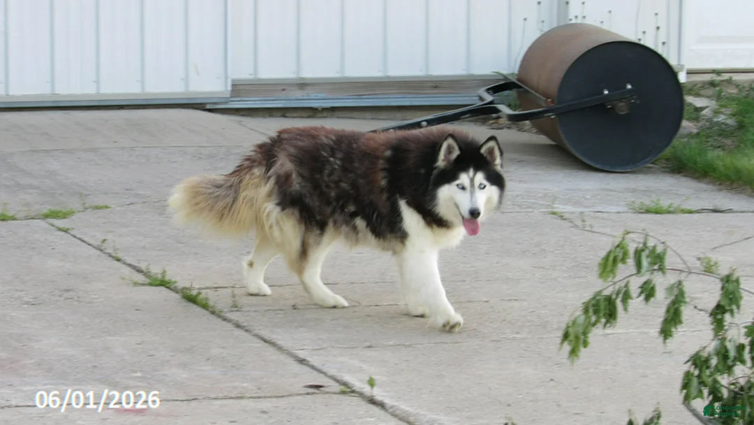 Siberian Husky dogs for sale: Piper - Ad 6