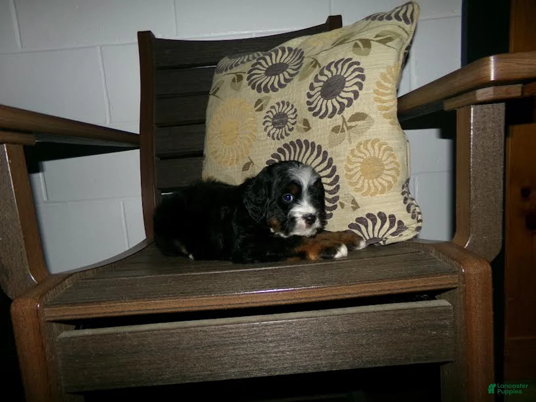 Mini Bernedoodle dogs for sale: Andre - Ad 9