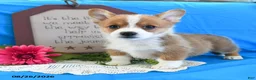 Welsh Corgi Pembroke dogs for sale: Carmen - Ad 3