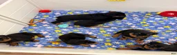 Rottweiler dogs for sale: Rottweiler 3 - Ad 3