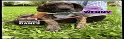 Great Dane dogs for sale: Wenny - Ad 11