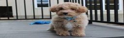 Bichpoo dogs for sale: Rio - Ad 1