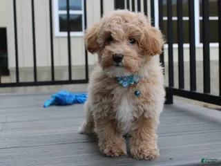 Bichpoo dogs for sale: Rio - Ad 2