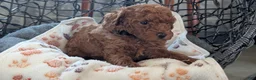 Toy Poodle dogs for sale: Willie - Ad 10