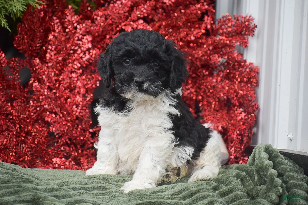 Cockapoo dogs for sale: Miles - Ad 1
