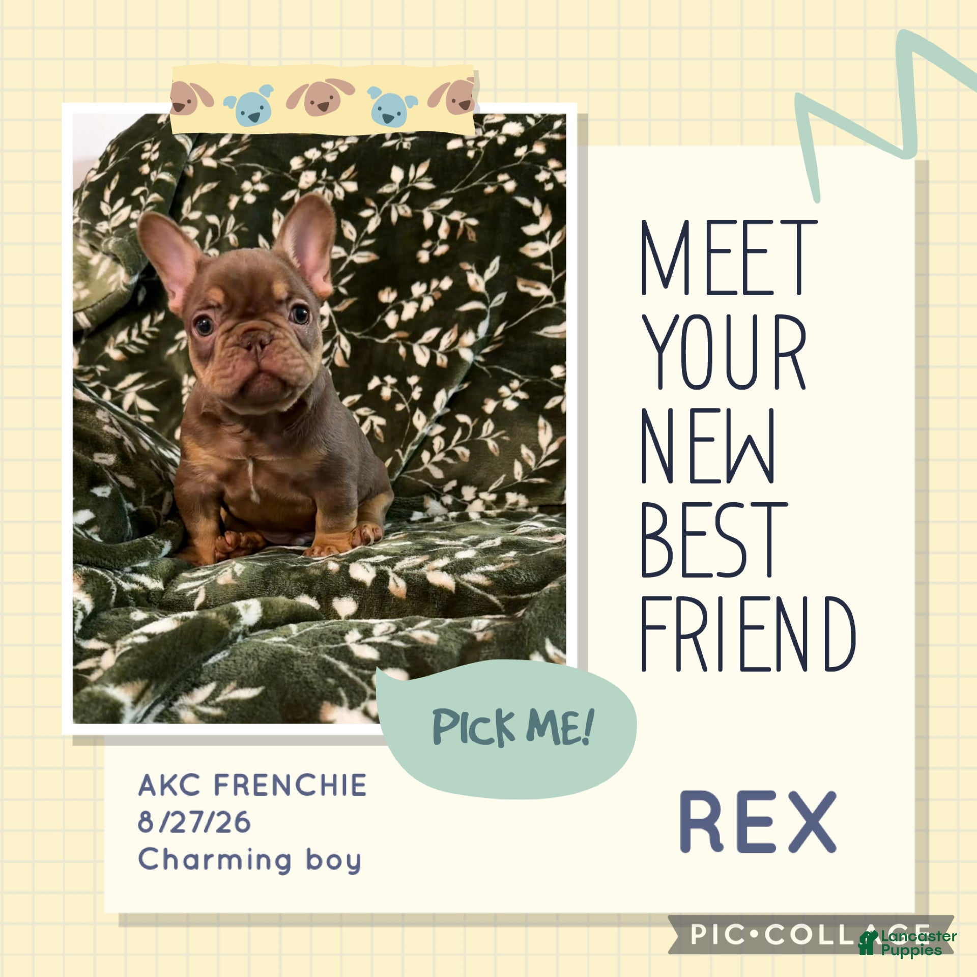 French Bulldog dogs for sale: Rex - Ad 1