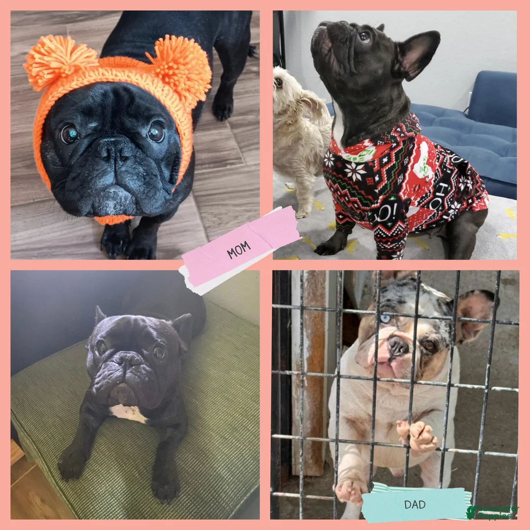 French Bulldog dogs for sale: Stitch - Ad 4