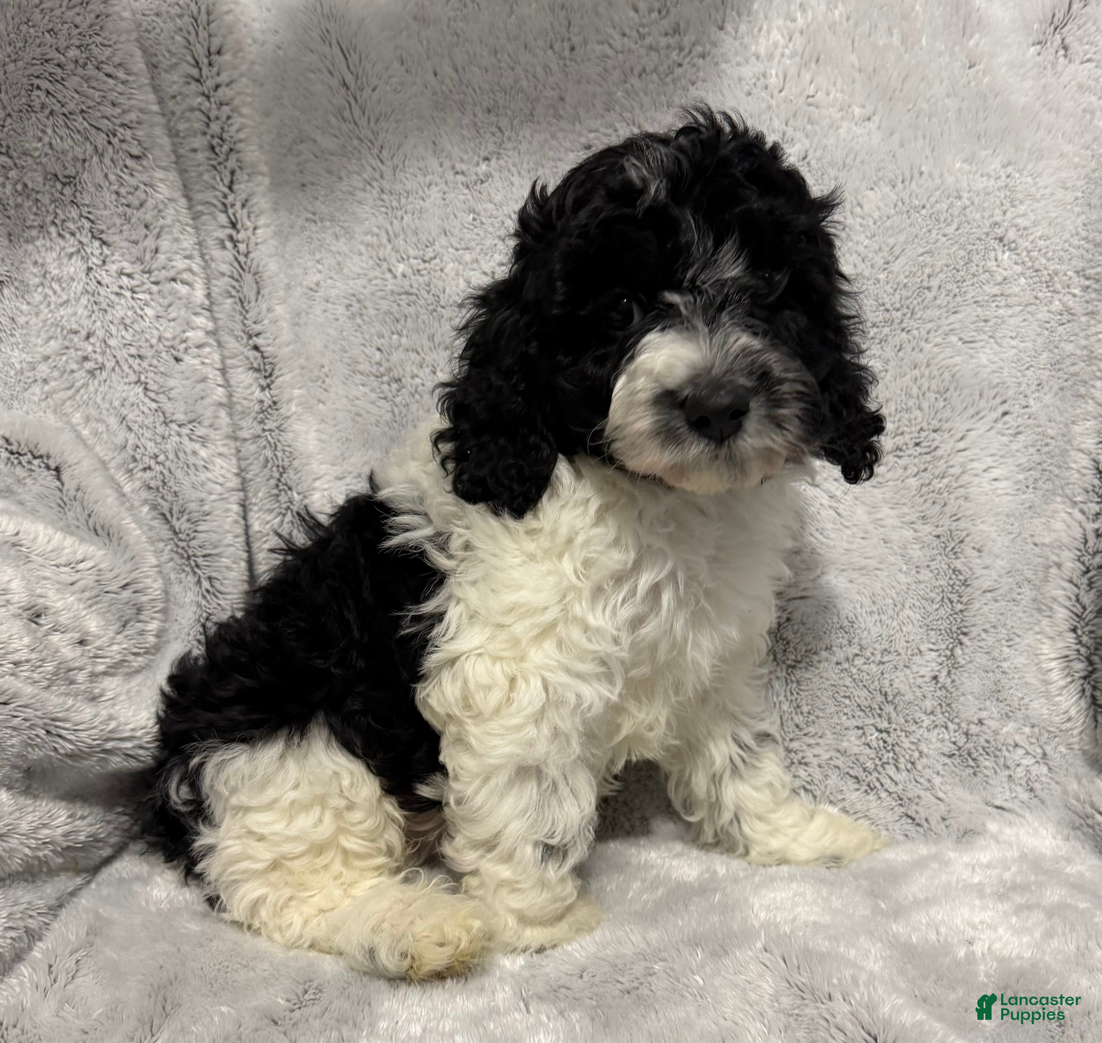 Cavapoo dogs Andre - Ad 22