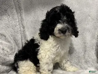 Cavapoo dogs Andre - Ad 22