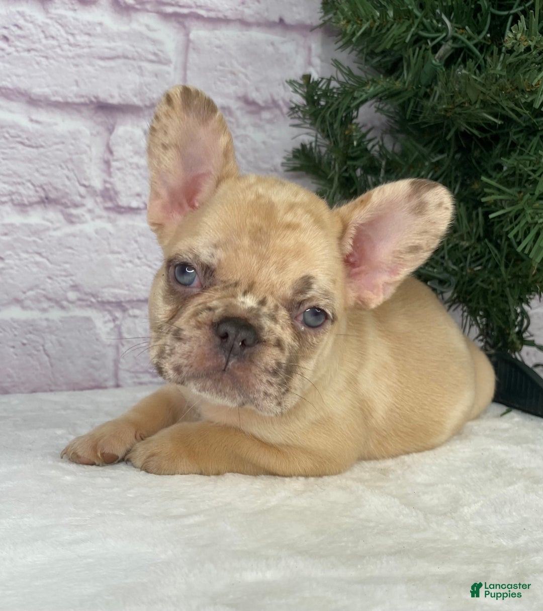 French Bulldog dogs for sale: April - Ad 5