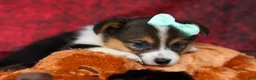 Welsh Corgi Pembroke dogs for sale: Amara🌸 - Ad 10