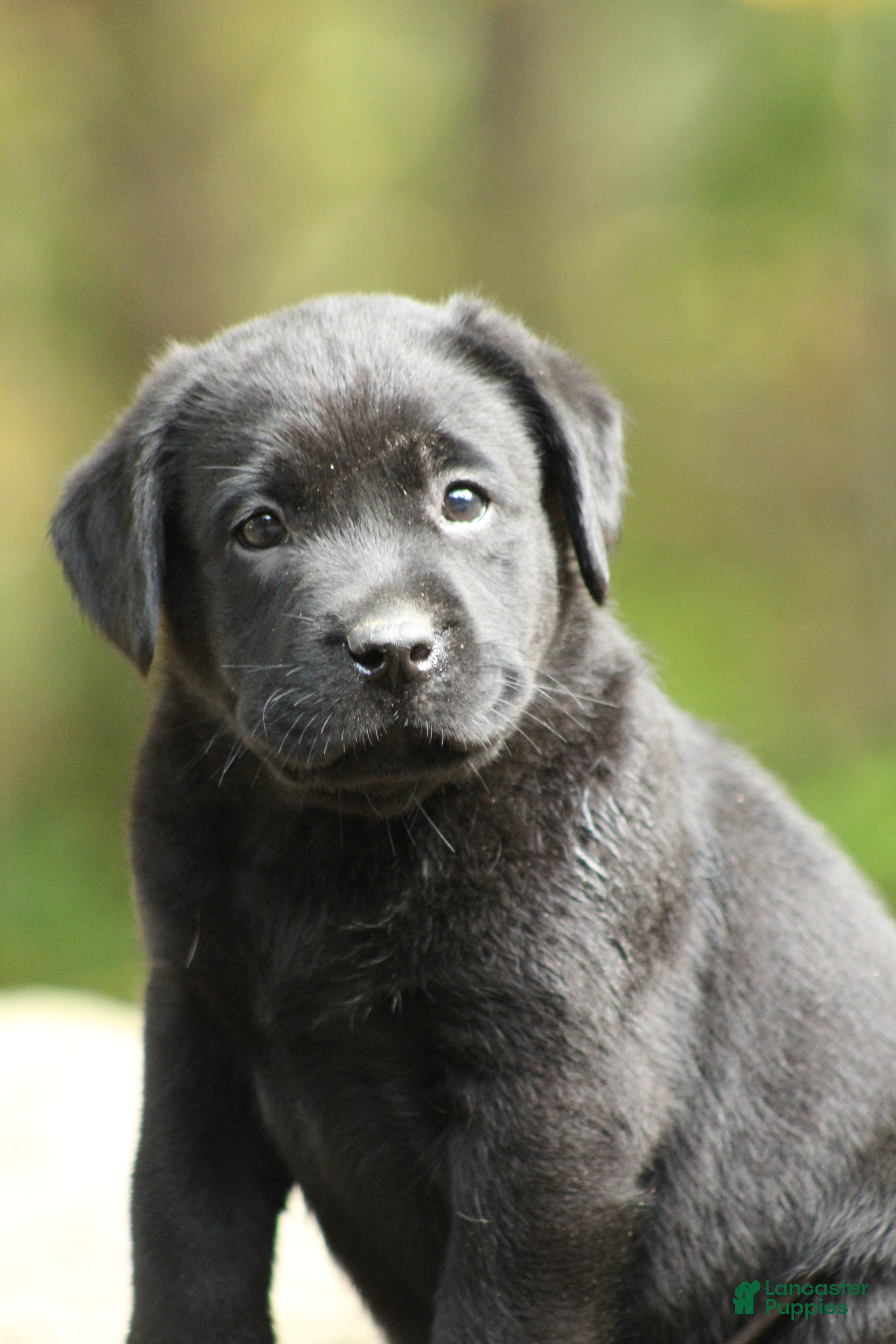 Labrador Retriever dogs Ollie - Ad 1