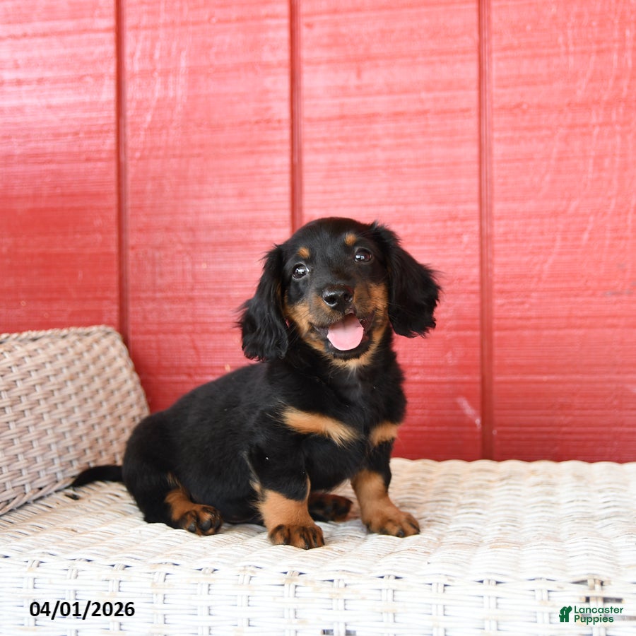 Dachshund dogs Timmy  - Ad 1