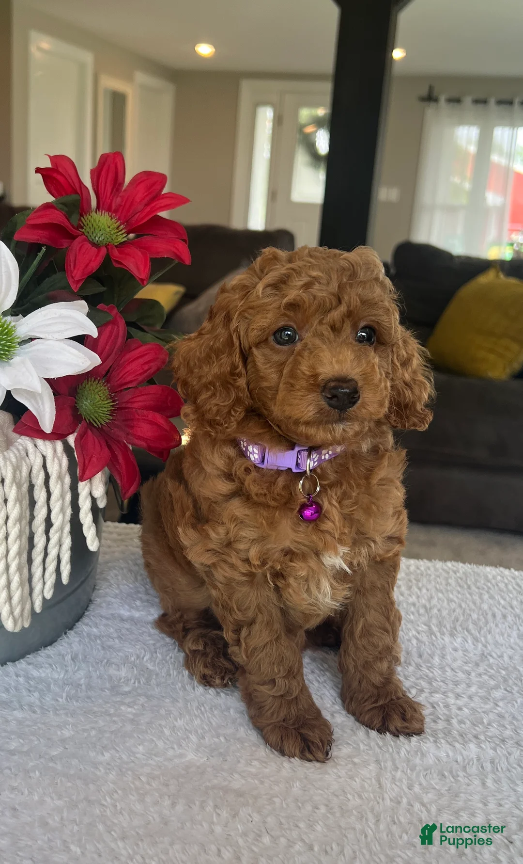 Mini Goldendoodle dogs for sale: Rosie - Ad 2