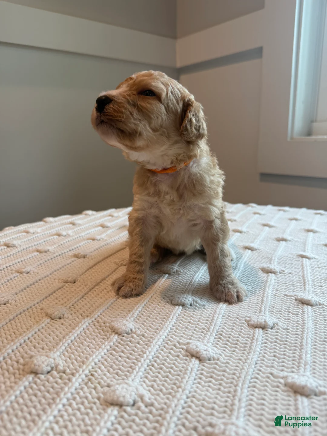 Mixed Breed dogs for sale: Teddy - Ad 2