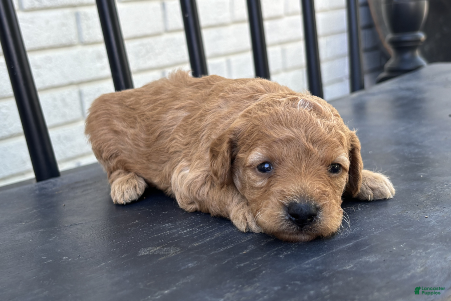 Mini Goldendoodle dogs Parmesan - Ad 38