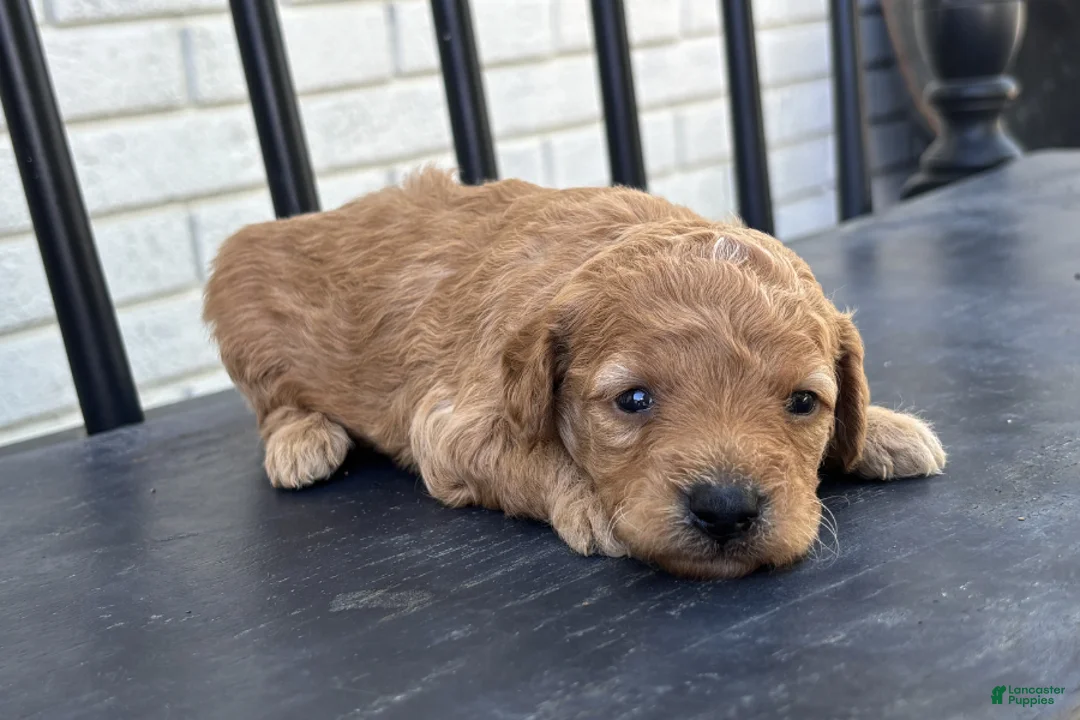 Mini Goldendoodle dogs for sale: Parmesan - Ad 1