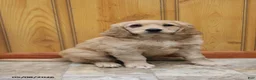 Goldendoodle dogs for sale: Trina - Ad 1