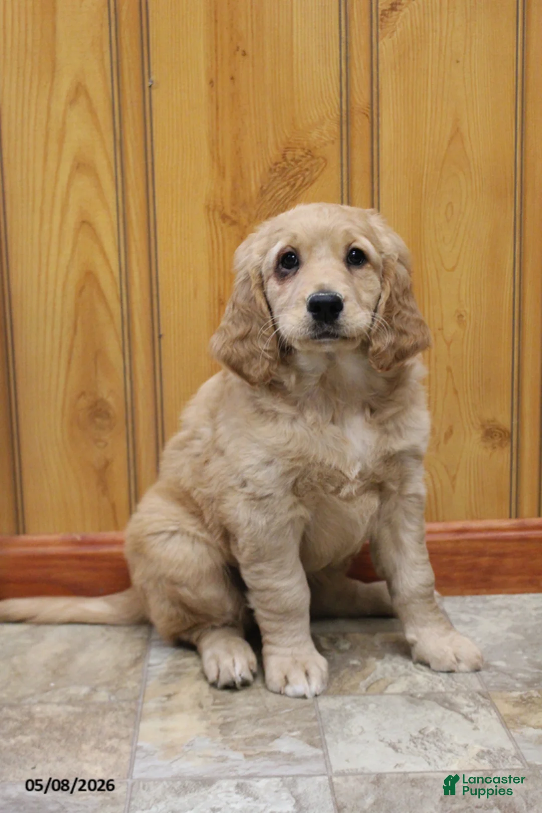 Goldendoodle dogs for sale: Trina - Ad 1