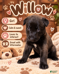 Belgian Malinois dogs for sale: Willow - Ad 23