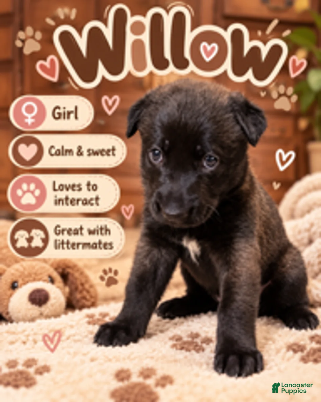 Belgian Malinois dogs for sale: Willow - Ad 1