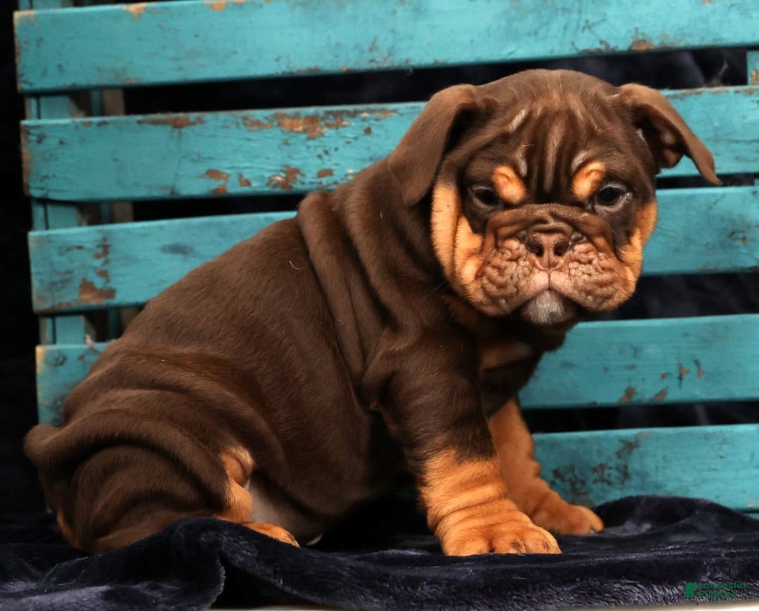 English Bulldog dogs for sale: Kimberly - Ad 8